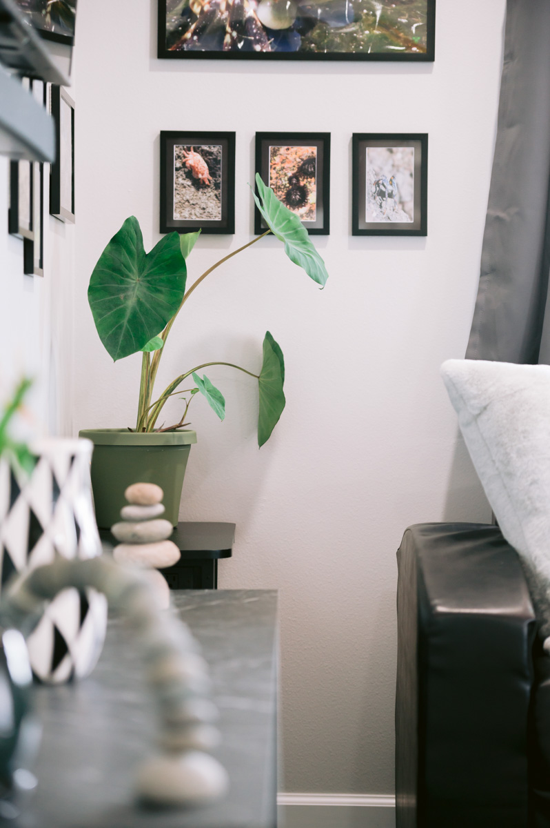 Alii-Koa-Honu-Suite-011