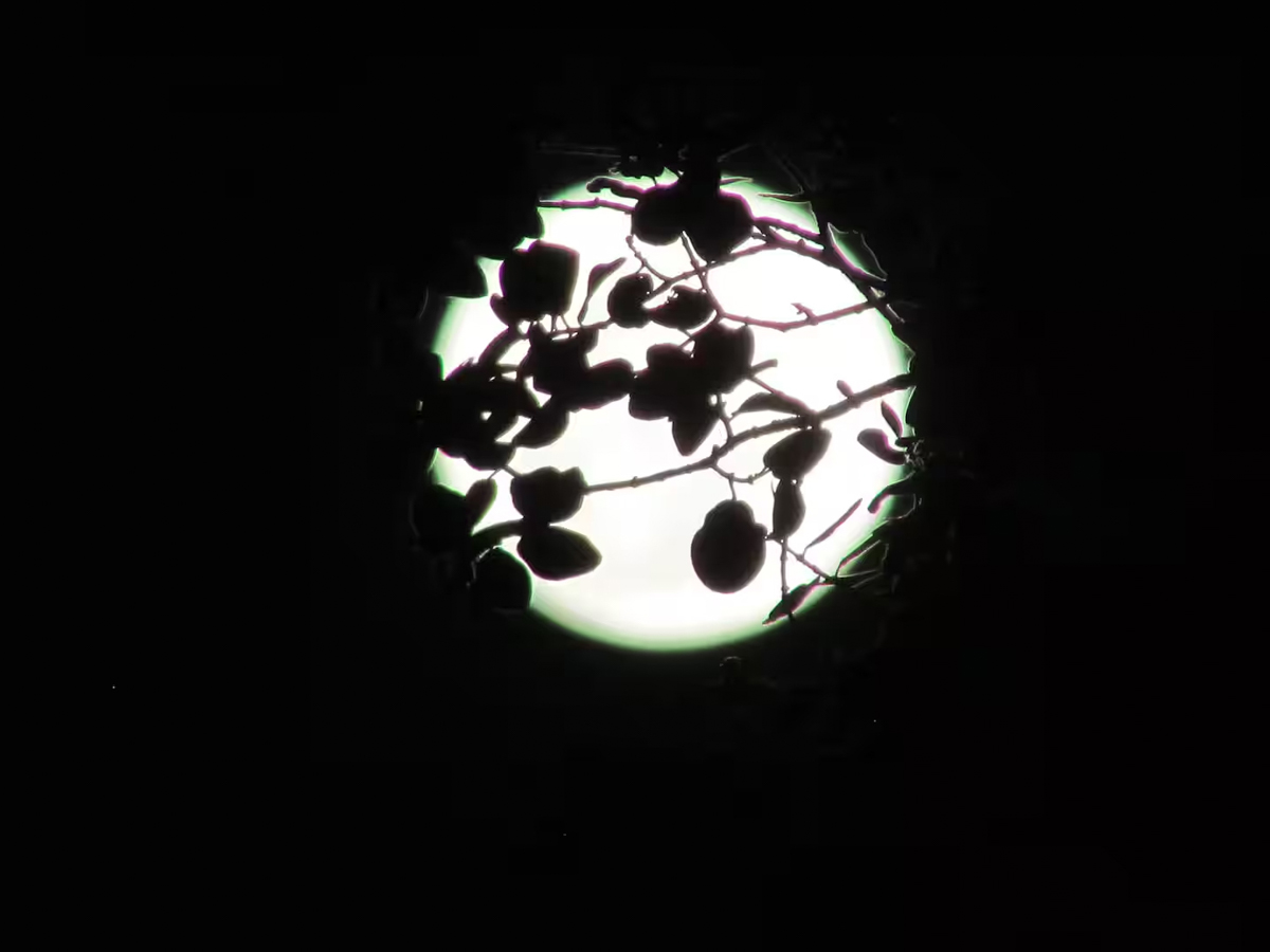 Alii-Koa-Honu-Suite-028