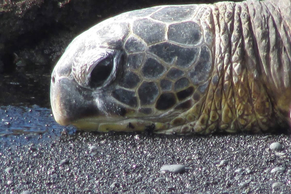 Alii-Koa-Honu-Suite-031