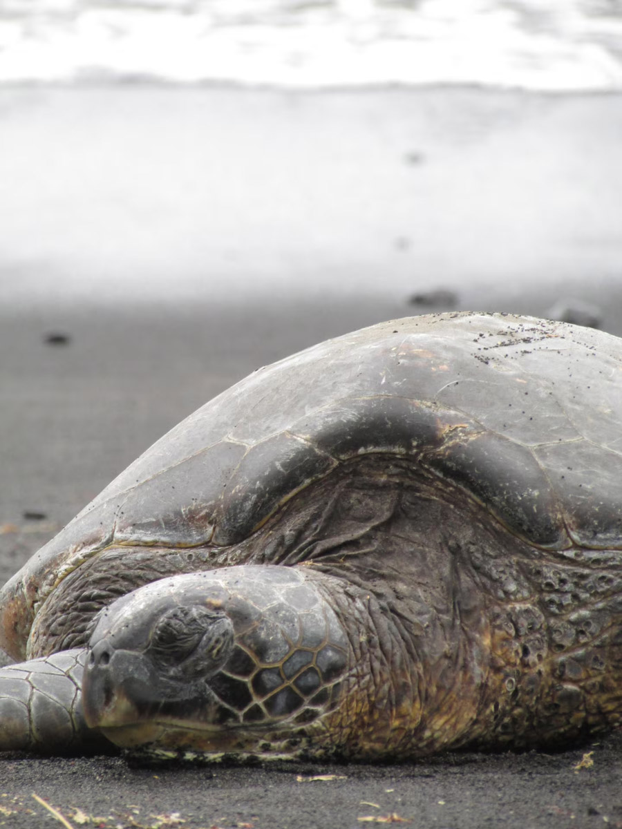 Alii-Koa-Honu-Suite-032