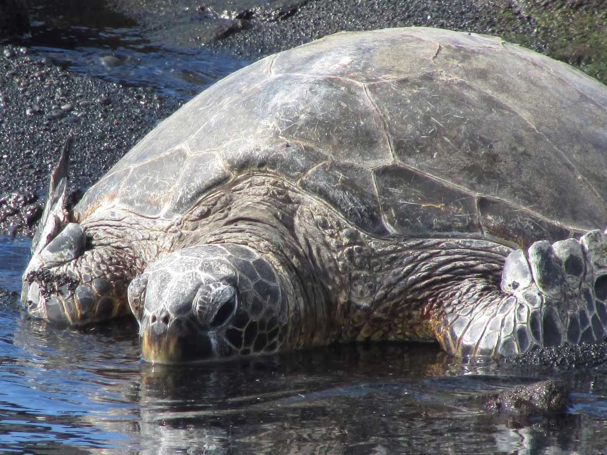 Alii-Koa-Honu-Suite-033