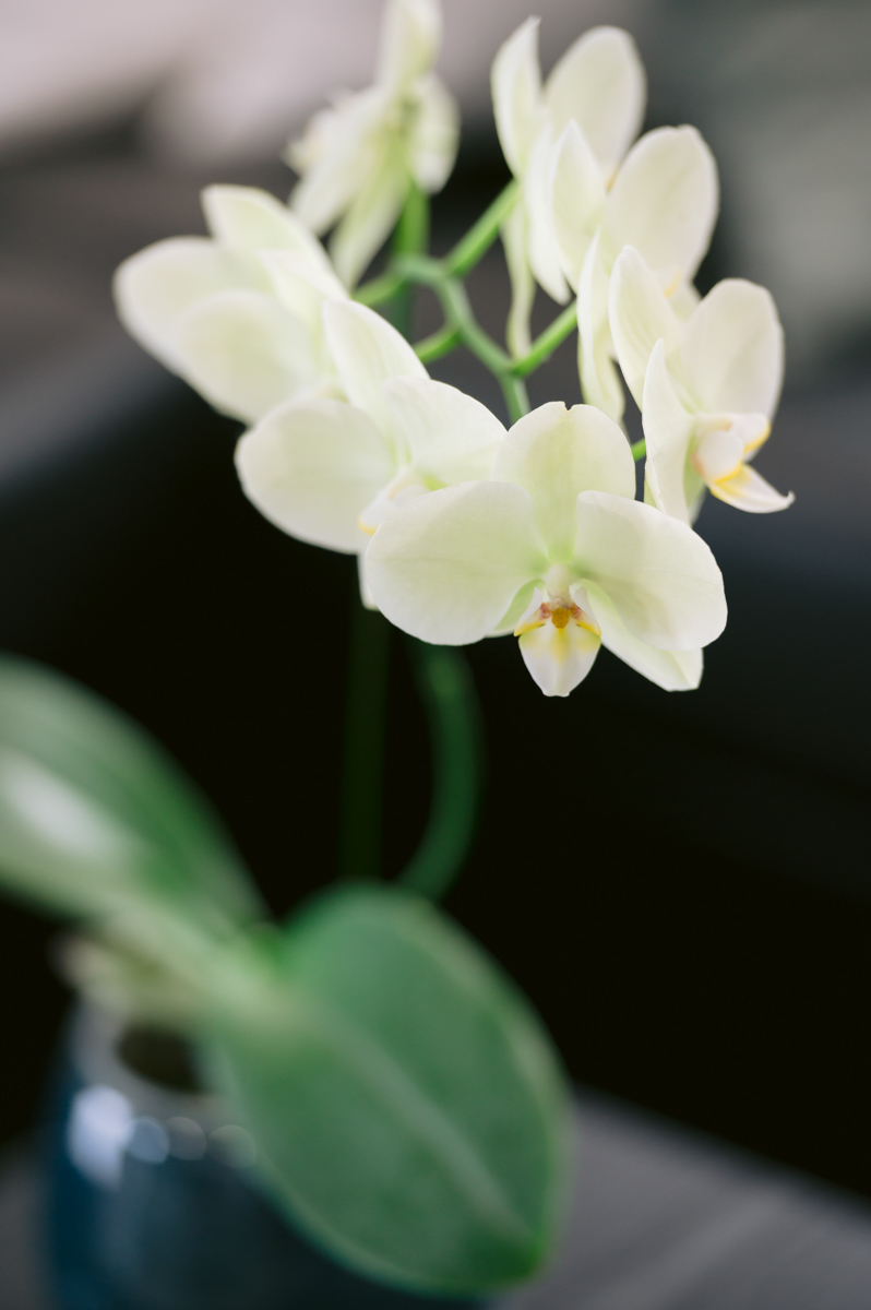 Alii-Koa-Pele-Suite-015